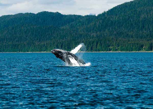 Juneau Whale Watching