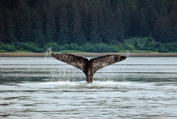 Juneau Whale Watching