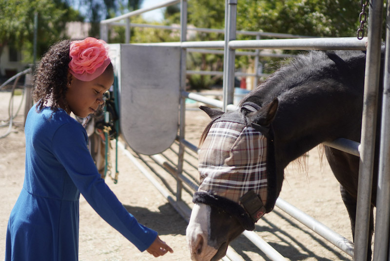 young girl reaching out to a horse