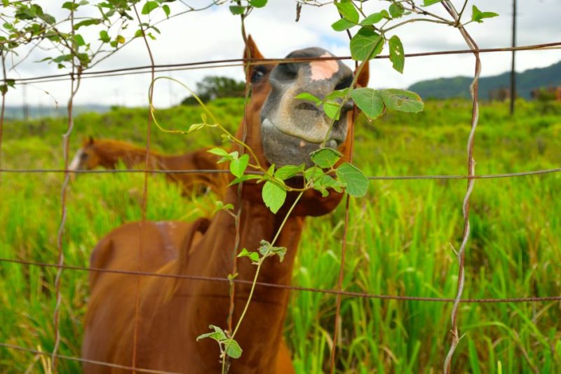 horseback riding in kauai - happy looking horse in Kauai near a fence