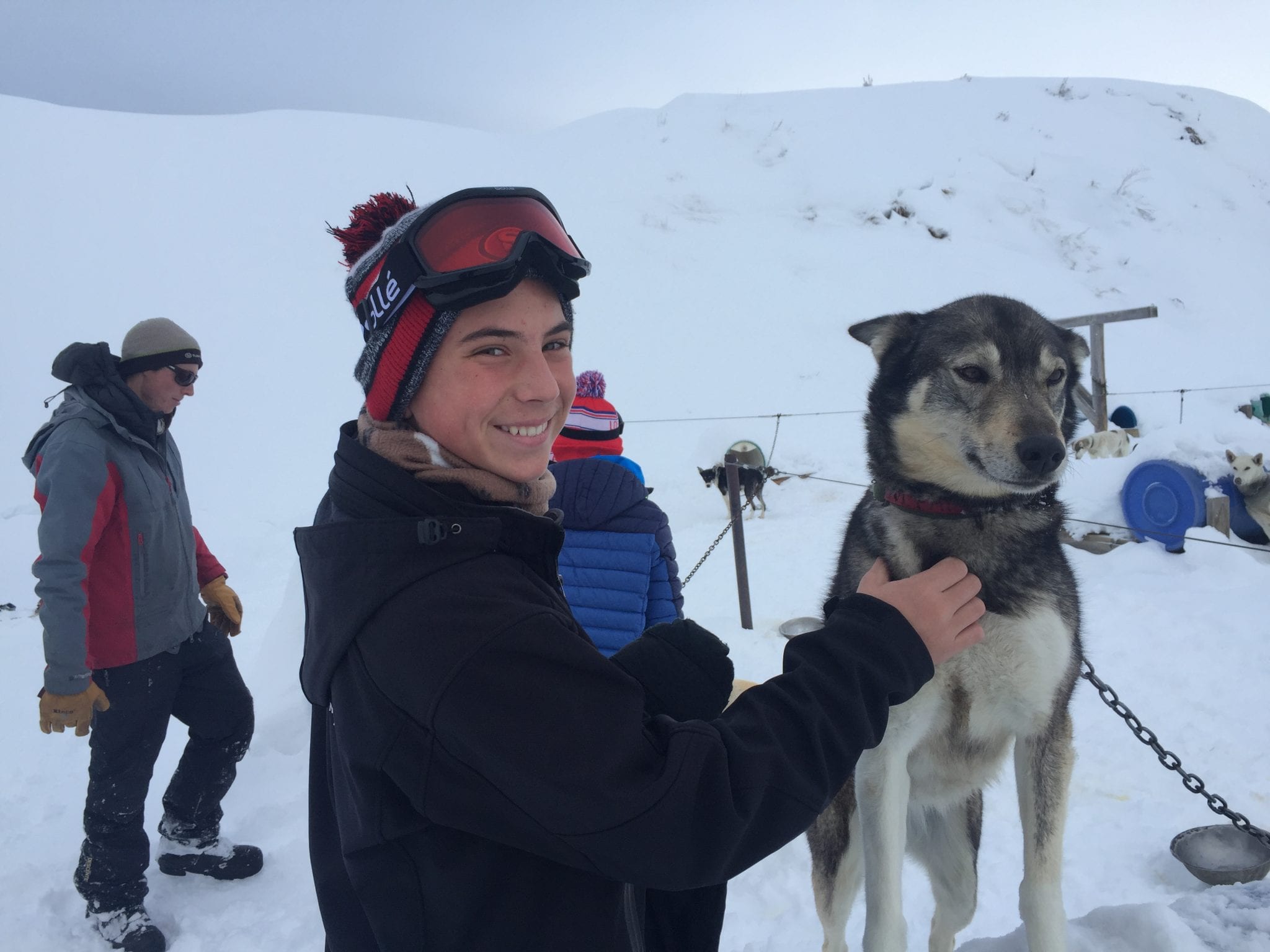 Alaskan Huskies Dog Sledding in CO | Global Munchkins